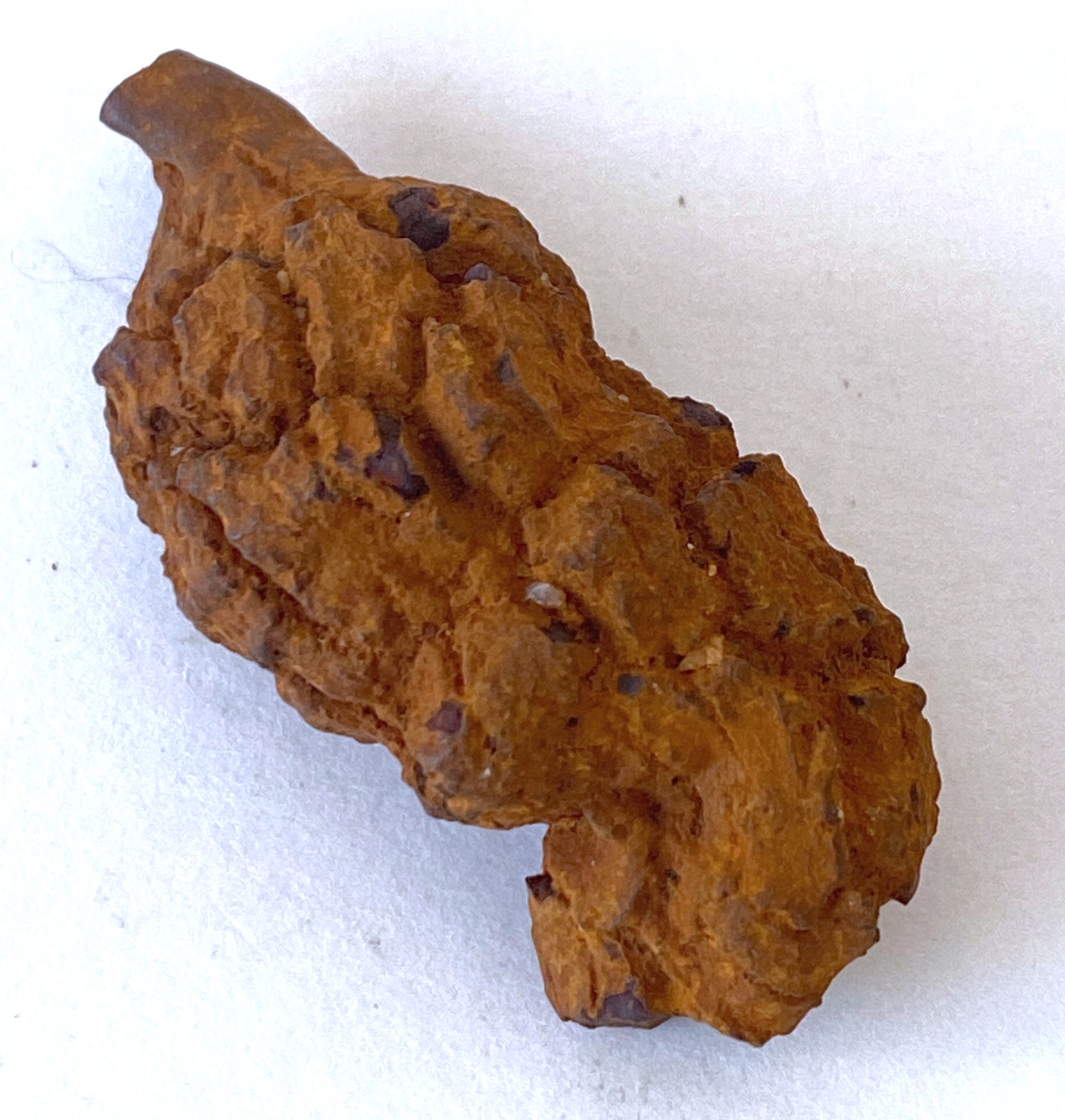 Coprolite