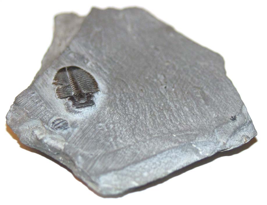 Elrathia Trilobite 01