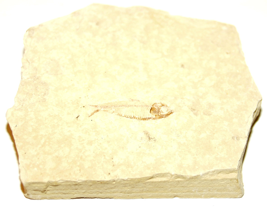 Fish Fossil 01