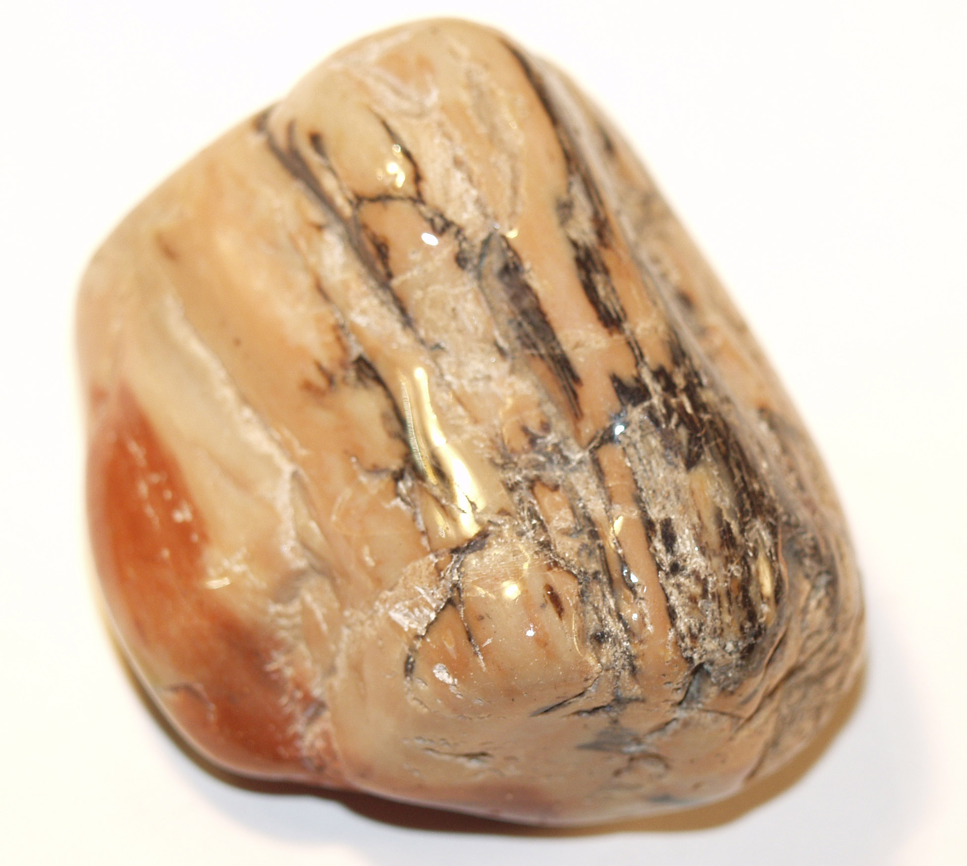 Petrified Wood 02