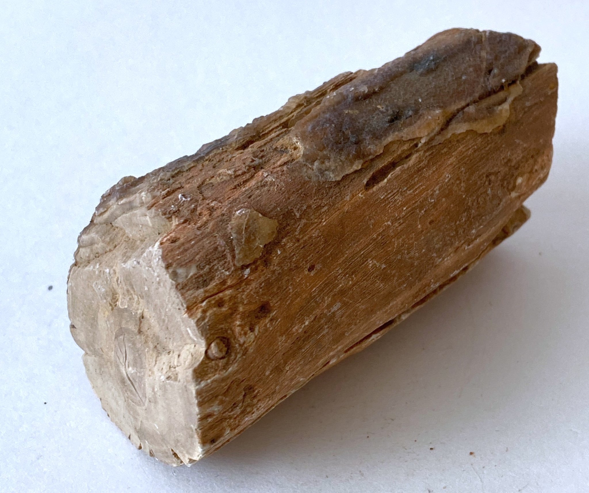 Petrified Wood 03