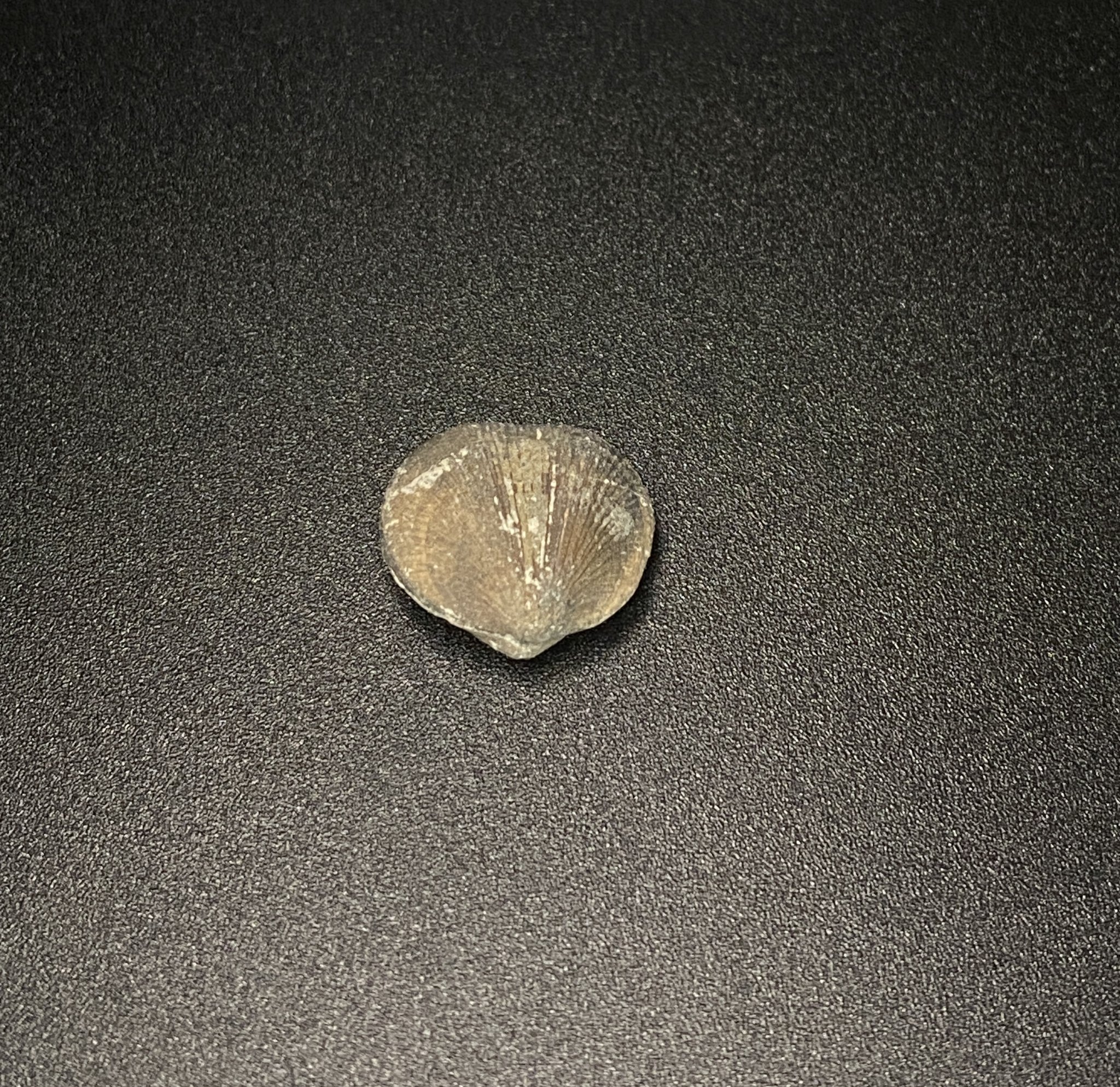 Shell Fossil 01
