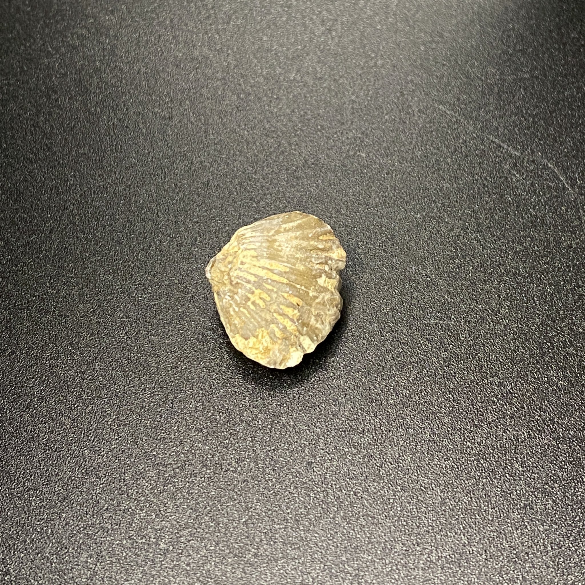 Shell Fossil 04