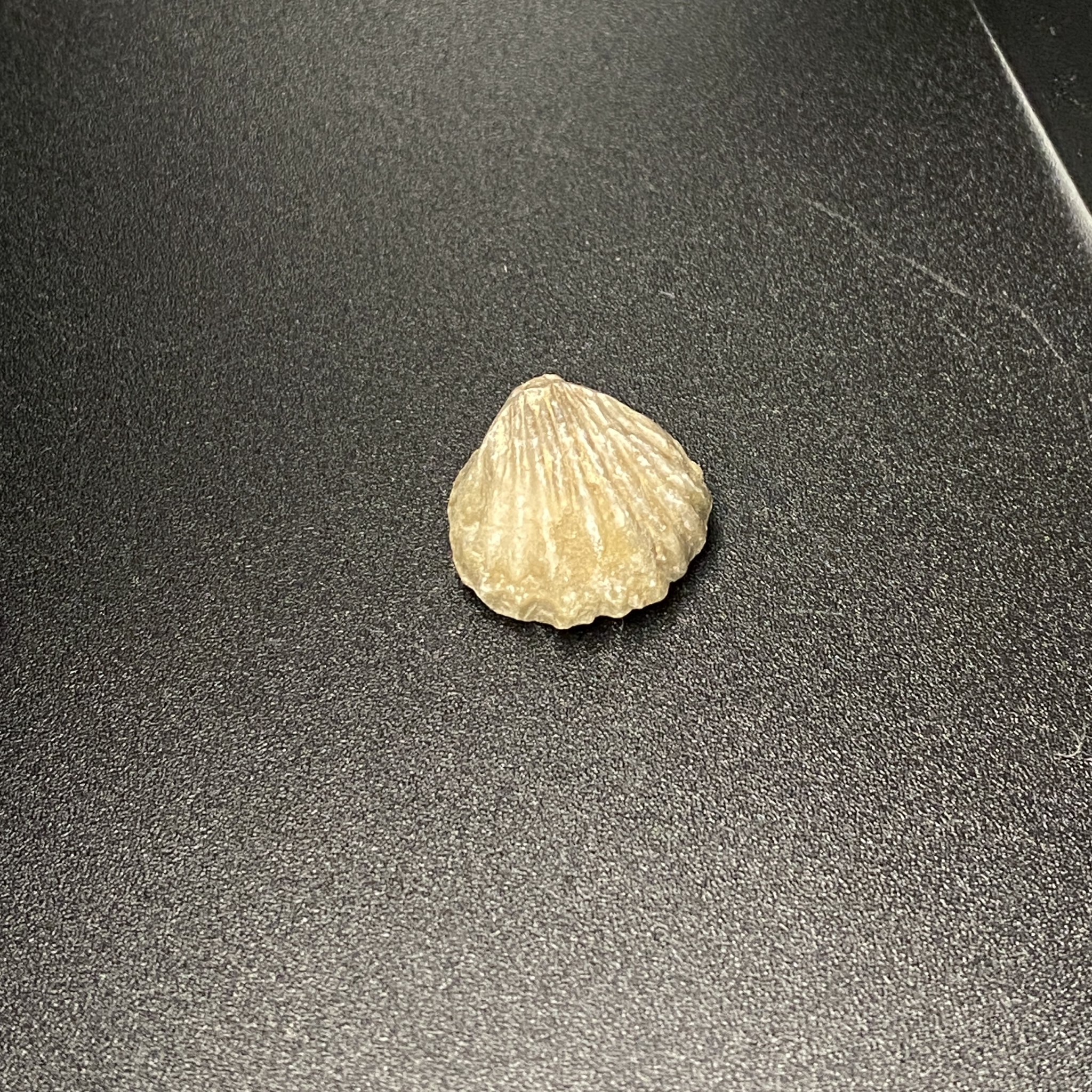 Shell Fossil 05