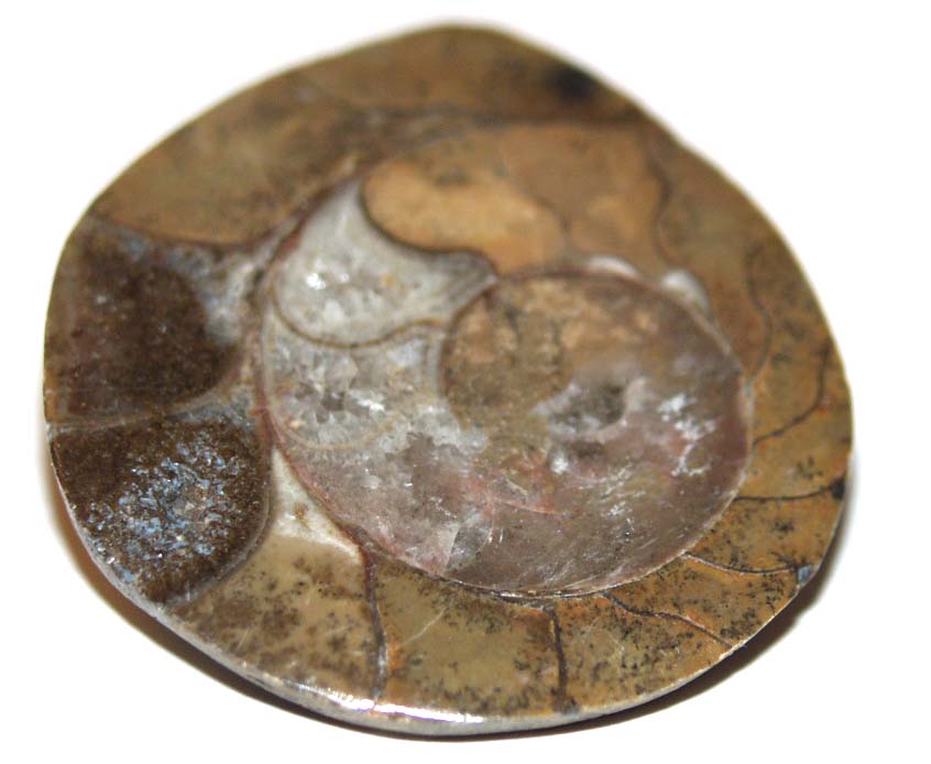 Ammonite 03