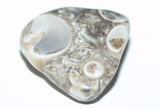 Turritella-Terbialis 01