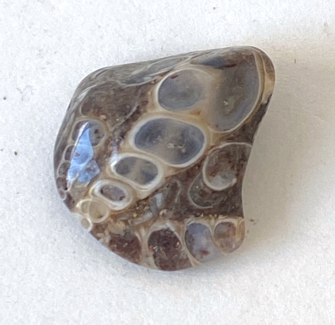 Turritella-Terbialis 03