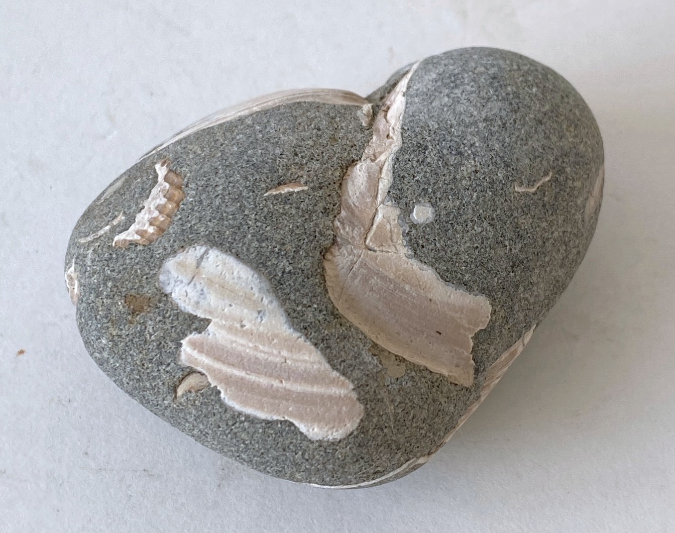 Beach Rock with Shells 02