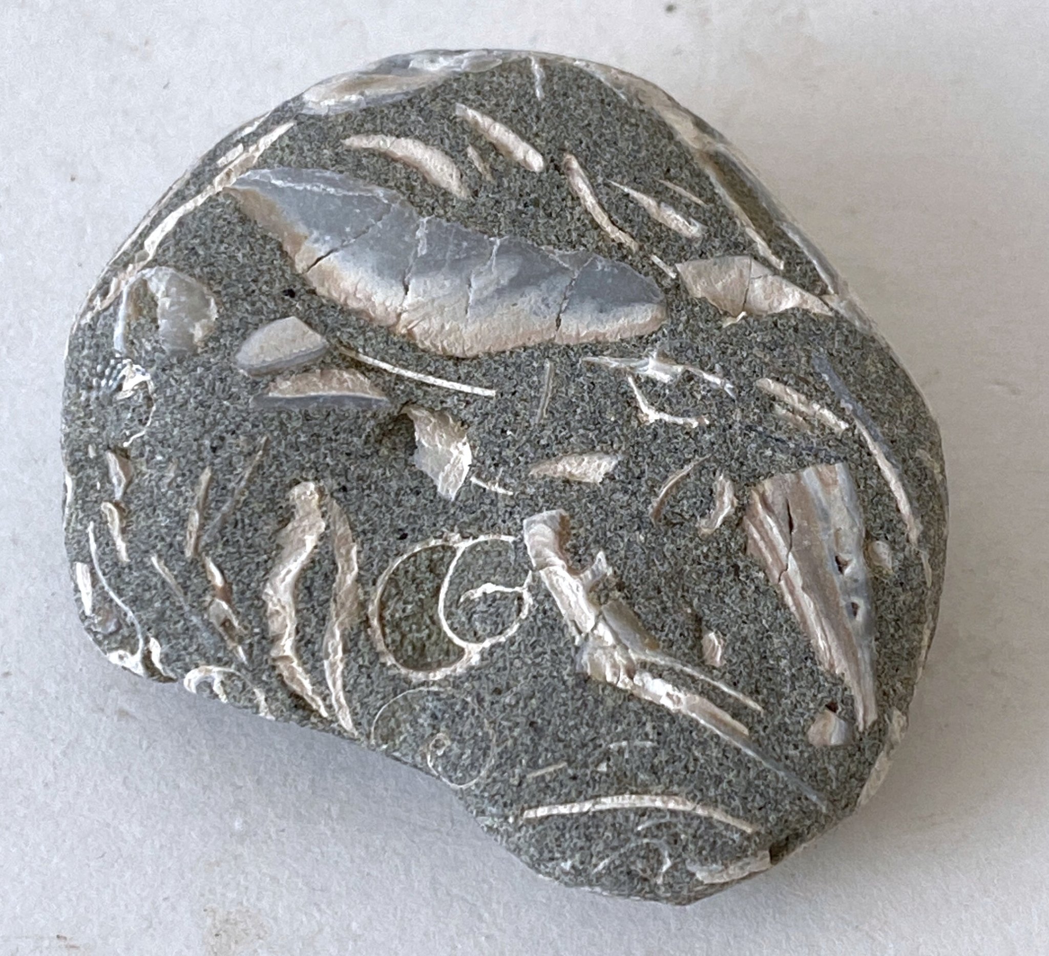 Beach Rock with Shells 05