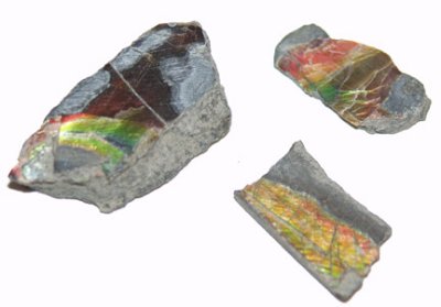 Ammolite Shell Pieces
