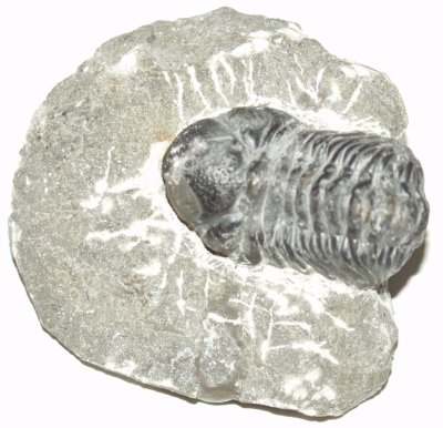 Gerastos Trilobite 01