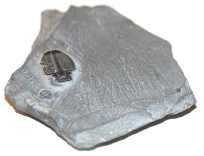 Elrathia Trilobite 01