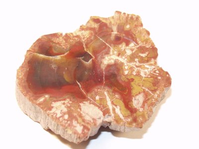 Petrified Wood 01