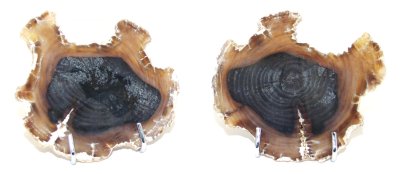 Petrified Wood 04