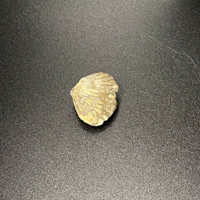 Shell Fossil 04