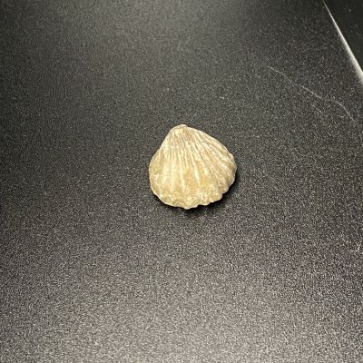 Shell Fossil 05