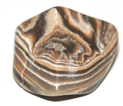 Jasper Zebra 02