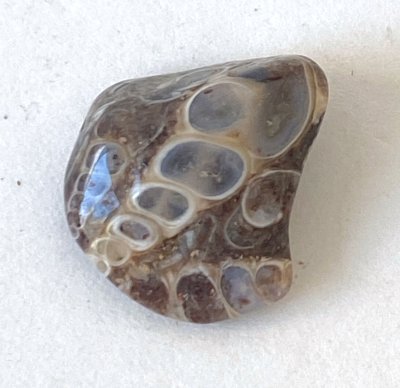 Turritella-Terbialis 03