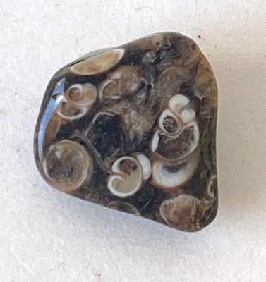 Turritella-Terbialis 04