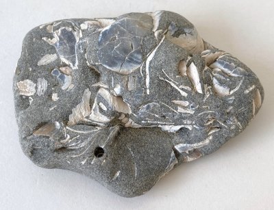 Beach Rock with Shells 01