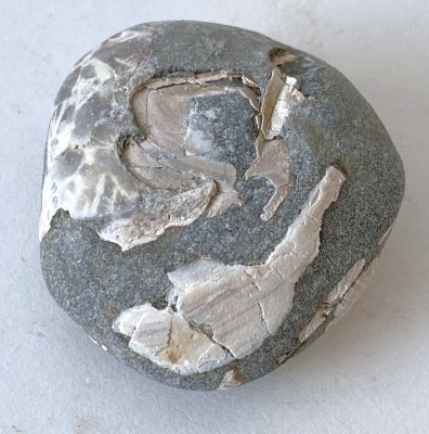 Beach Rock with Shells 04